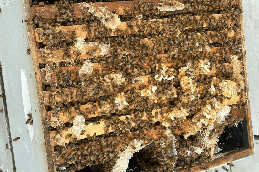 From bloom to bottle: The science and secrets behind Wild Honey Box’s Texas harvest