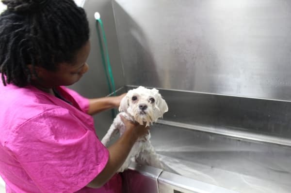 Grooming services offered at Wishbone Pet Care include traditional baths as well as "pawdicures," mud baths and creative grooming, where groomers dye the dog's hair. 