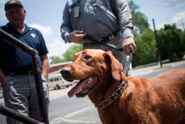 Texas law requires retired police dogs be auctioned off. Proposition 10 would send them home with their handlers.