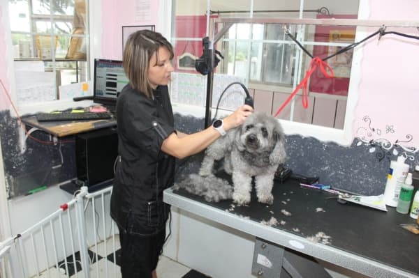 Pawsh Dog House: Groomer turns passion for creativity into growing business