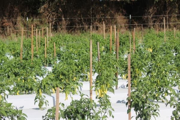 Banana peppers are one of the many crops grown at Atkinson Farms. Other notable produce grown on-site include watermelons, green onions, cauliflower and cantaloupe. (Ronald Winters/Community Impact Newspaper)