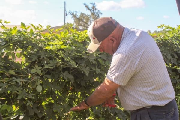 Atkinson Farms keep 3.5 acres of strawberries—or about 80,000 plants—covered and uncovered throughout the winter until they are ready to be picked beginning in March. (Ronald Winters/Community Impact Newspaper) 