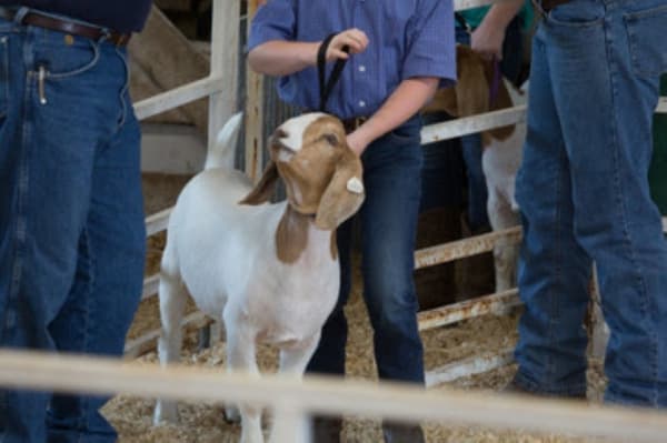Annual 'Special Hearts Livestock Show' provides opportunities for special needs youth