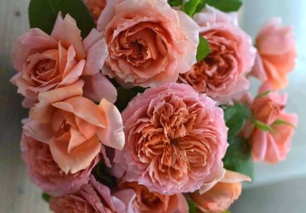 Hutto Flower Market opens on FM 1660