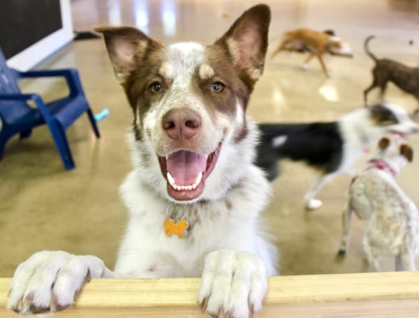 PetSuites Round Rock now open