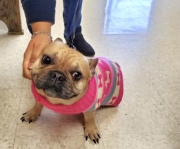 Montogmery County Animal Shelter opens wellness clinic
