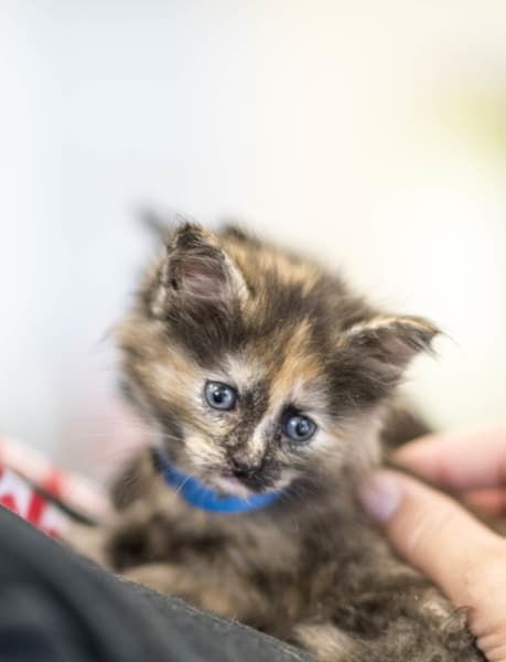 Petco opens new store in Katy area