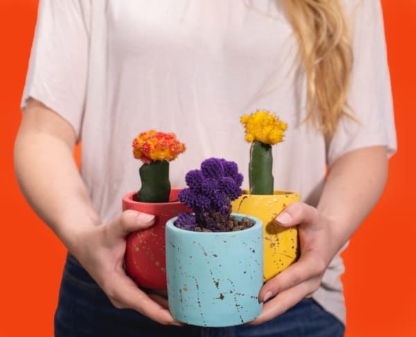 Courtesy Desk Plants