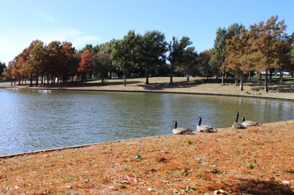 Legacy-area developer in Plano walks tightrope of competing visions