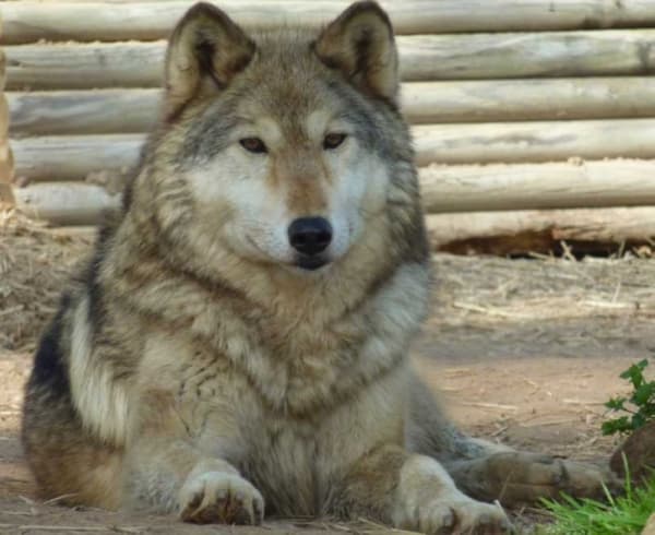 Saint Francis Wolf Sanctuary provides homes for wolves and wolfdogs. (Photo courtesy Saint Francis Wolf Sanctuary)