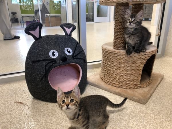 BARC Animal Shelter celebrates debut of cattery with $1 adoptions for cats, kittens
