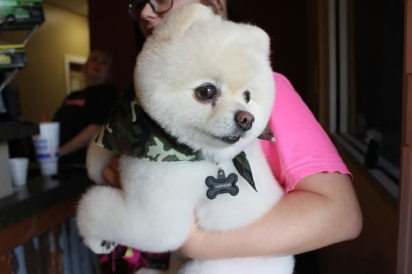 Karen said she has six specially-trained dog groomers at Willow Creek Ranch, offering nail trims, haircuts and other grooming services.