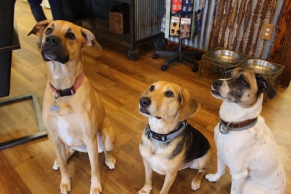 Family-owned Willow Creek Ranch of Tomball offers cage-free dog boarding, day care, grooming