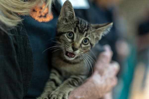 26 ways to volunteer in Round Rock, Pflugerville, Hutto this holiday season