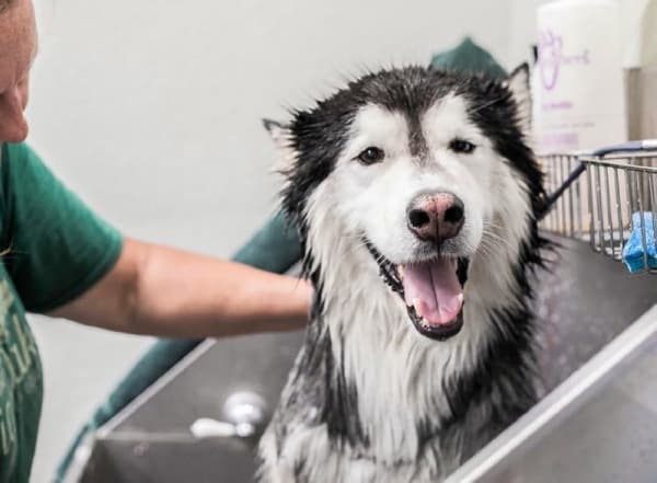 Big Oaks built a brand new grooming room completed in 2017. (Courtesy Big Oaks Kennel)

