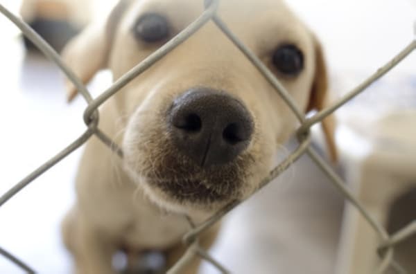 Georgetown Animal Shelter seeks donations