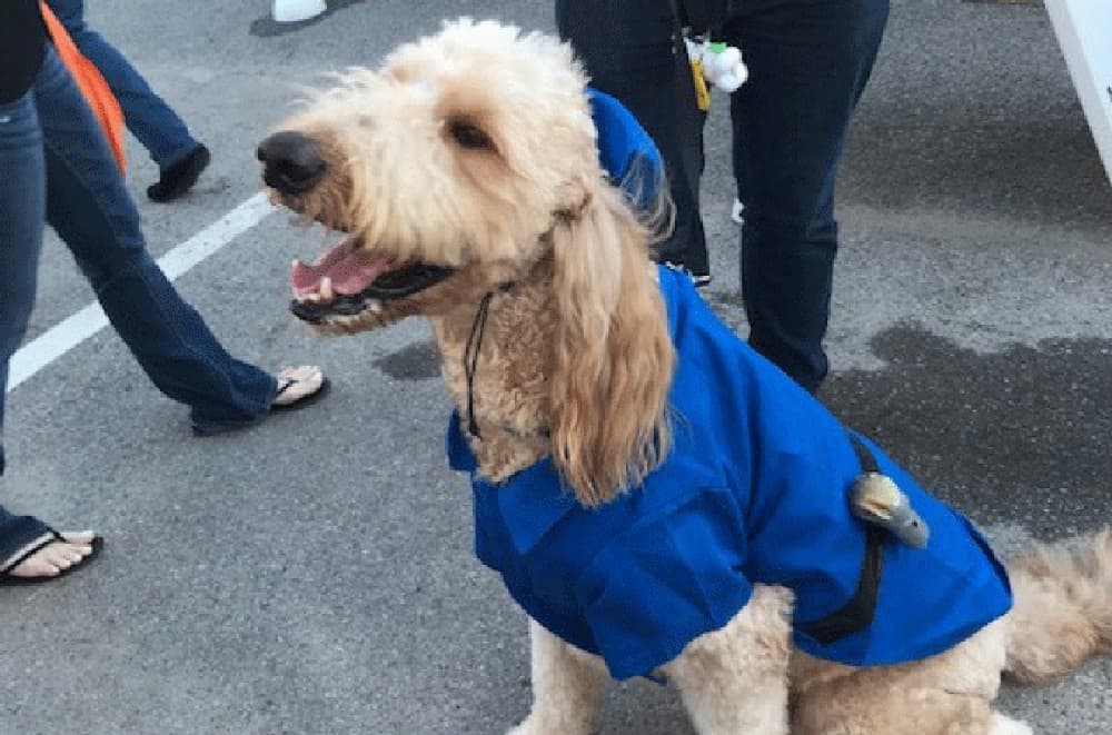 The Houston Homeless Pet Project will host an adoption event at Natural Pawz Dec. 14. (Courtesy Houston Homeless Pet Project) 