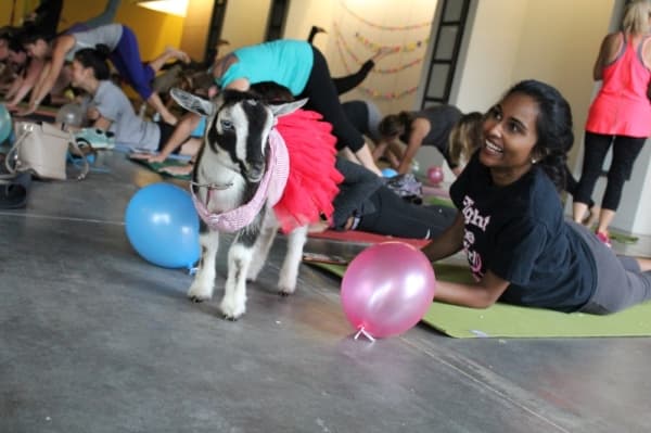 From children's goat yoga to a local fundraiser for Australian wildfire relief: Three unique events at the Hill Country Galleria