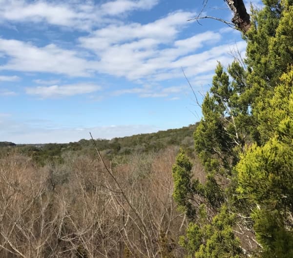 As pollen counts rise in Central Texas, learn about cedar fever and allergy prevention