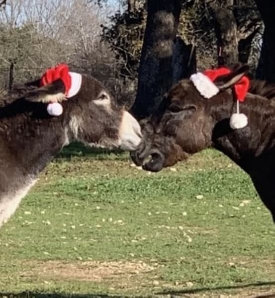 Photos with donkeys, holiday shows and more: 5 things to do in Georgetown, Dec. 12-15