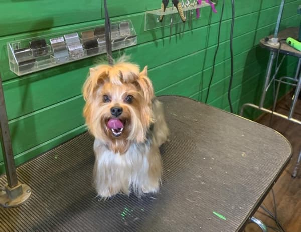 Decker Prairie Pet Resort now offering dog boarding, day care in Magnolia