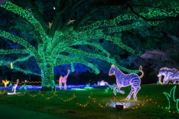 For those looking to head into the city of Houston for an event, Zoo Lights begins Dec 18 at the Houston Zoo. (Courtesy Houston Zoo)