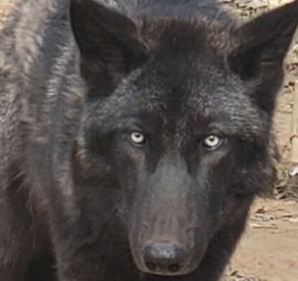 Saint Francis Wolf Sanctuary receives wolf named by Chuck Norris