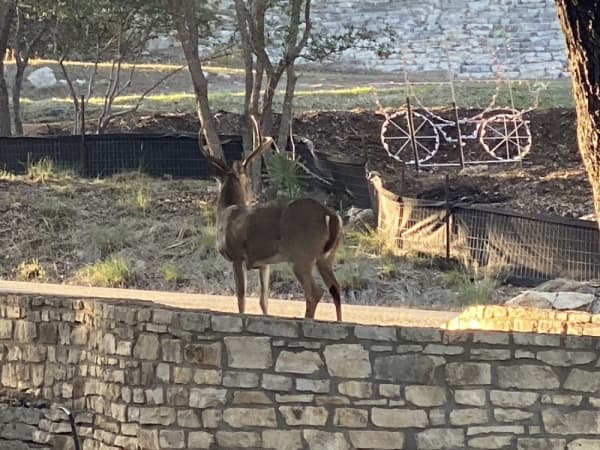 Lakeway officials to apply for deer translocate permit, continue moratorium on controversial trap program