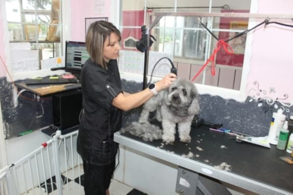 Pawsh Dog House (Jake Magee/Community Impact Newspaper)