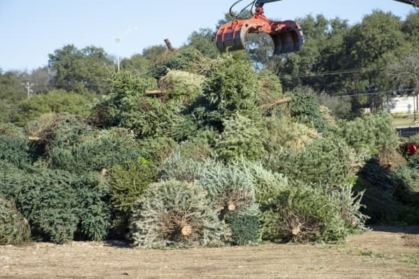 Austin Resource Recovery offers free Christmas tree recycling for residents. (Courtesy Austin Resource Recovery)
