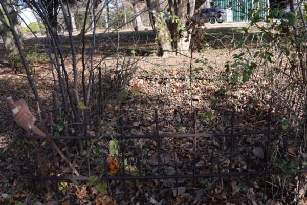 Many headstones have been covered by brush after years without maintenance. (Emily Davis/Community Impact Newspaper) 