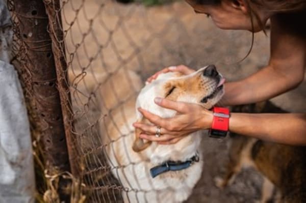 Williamson County animal shelter offering free pet adoptions Jan. 2-4