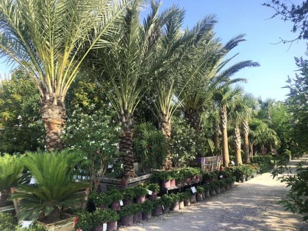 Courtesy Moon Valley Nursery 