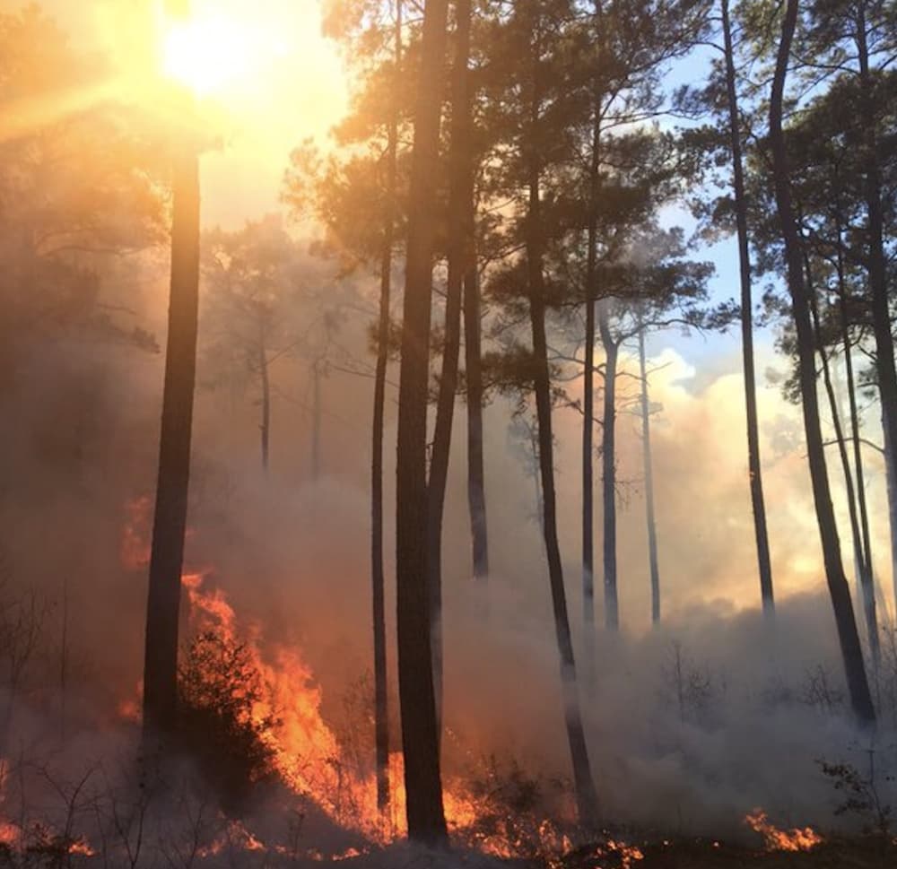 Prescribed burning planned to start Jan. 7 at W. Goodrich Jones State Forest