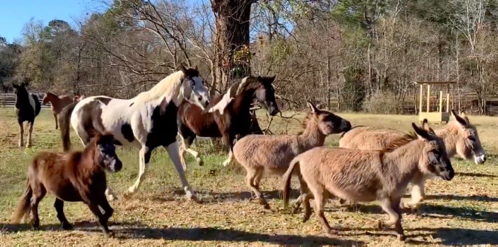 Equine nonprofit Henry's Home opens at new location