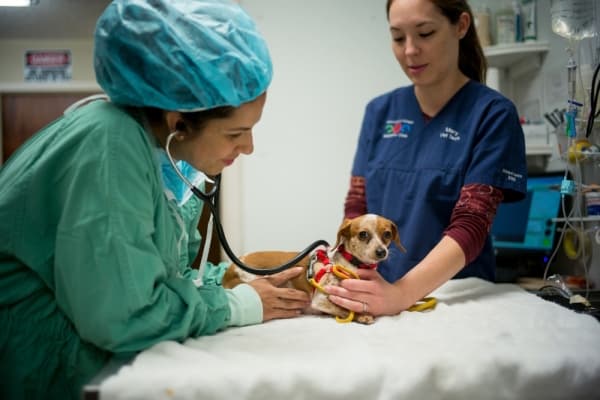 Neighborhood veterinary practice in Manchaca celebrating 45 years in business