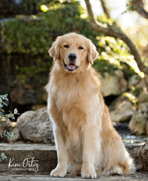 Kim Ortiz Portrait Art will open a new studio focused on dog portraits