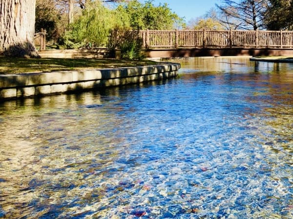 Comal Springs: Made up of numerous small and large springs in Landa Park, they are the largest springs in Texas. The springs are fed by the Edwards Aquifer and turn into the Comal River—one of the shortest rivers in the state at 3.25 miles long.  (Ian Pribanic/Community Impact Newspaper)