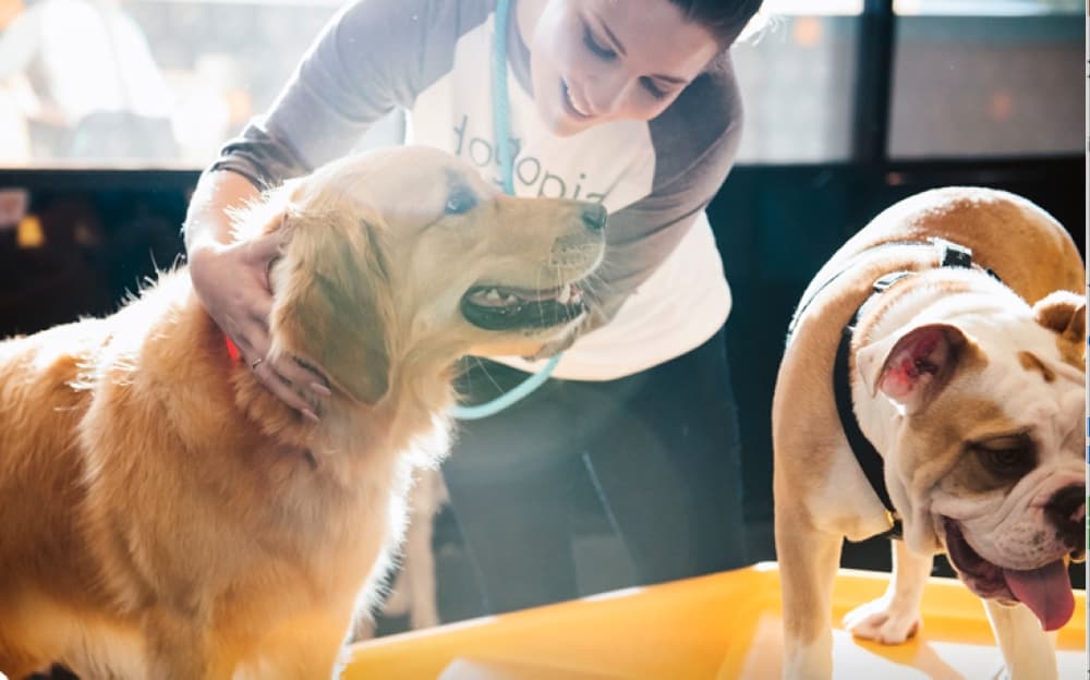 31 McKinney business that opened in 2019