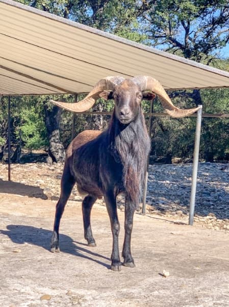 The the wildlife park is filled with exotic animals. (Rachal Russell/Community Impact Newspaper)