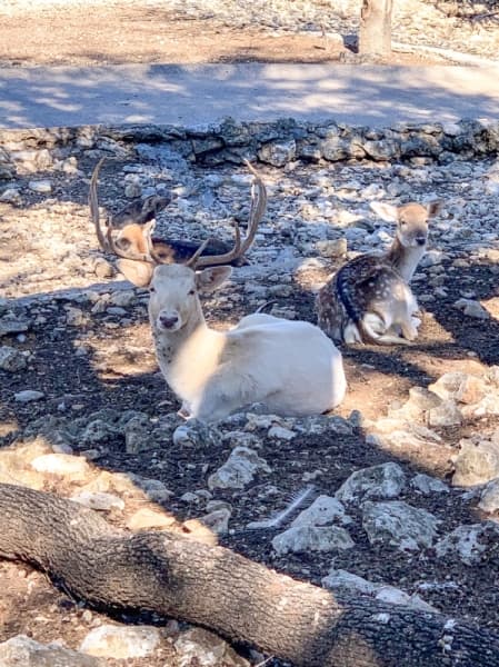Species such as four-horned sheep, fallow deer, axis deer, peacocks, white peacocks, emus and Tennessee scare goats roam the grounds. (Rachal Russell/Community Impact Newspaper)(Rachal Russell/Community Impact Newspaper)