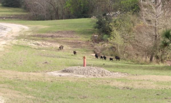 Commissioner: Feral hog trapping program to begin in Montgomery County Precinct 3 immediately