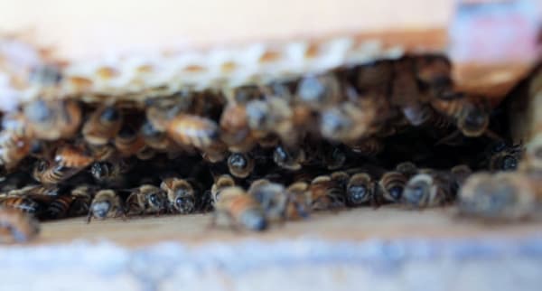 Beekeeping to '90s-themed costume party: Things to do in Conroe, Montgomery area January through February