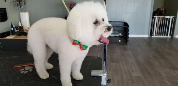 Nellie’s Dog Grooming now open on Old RR 12 in San Marcos