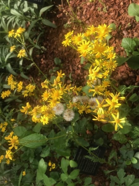 GOLDEN GROUNDSEL
Visual: small flowers with spread- out, yellow petals and an orange pollen disc at the center
Fun fact: an evergreen plant that blooms each spring
Time active: Feb.-June
(Nicholas Cicale/Community Impact Newspaper)