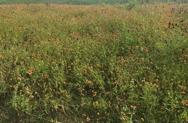 Central Texas Wildflower Guide