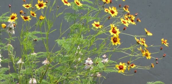 PLAINS COREOPSIS
Visual: round flower head with yellow petals and a red ring at the center
Fun fact: can be found across much of the United States
Time active: April-June
(Nicholas Cicale/Community Impact Newspaper)