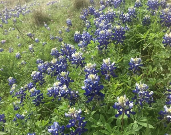 TEXAS BLUEBONNETS
Visual: a group of purple/blue and white petals at the top of a thin stem
Fun fact: the official state flower of Texas
Time active: March-May
(Nicholas Cicale/Community Impact Newspaper)