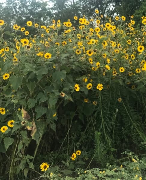COMMON SUNFLOWERS
Visual: large, round yellow flowers with a dark brown seeded center atop a tall stem
Fun fact: seeds are edible and can be used to make oils
Time active: July-October
(Nicholas Cicale/Community Impact Newspaper)