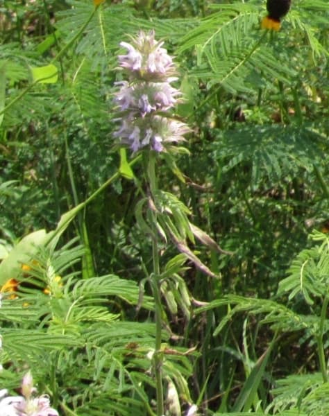 HORSEMINT
Visual: white, pink or purple flowers in bunches atop the stem
Fun fact: can stay in bloom through the summer if adequate rain is present
Time active: April-June
(Nicholas Cicale/Community Impact Newspaper)